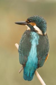 Ledňáček říční