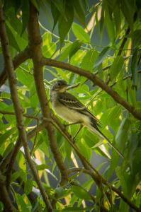 Fauna Nábřeží Maxipsa Fíka 