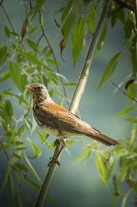 Fauna na Nábřeží Maxipsa Fíka