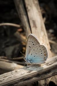 Fauna Nábřeží Maxipsa Fíka