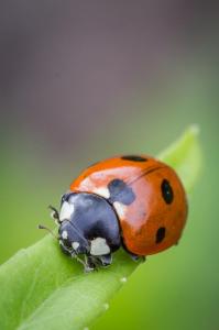 Slunéčko sedmitečné