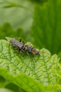 Páteřníček sněhový