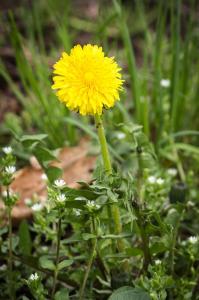 Flora Nábřeží Maxipsa Fíka