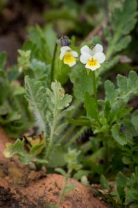 Flora Nábřeží Maxipsa Fíka