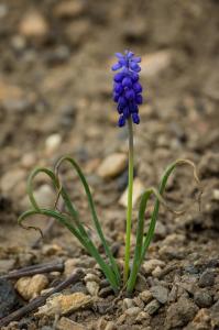 Flora Nábřeží Maxipsa Fíka
