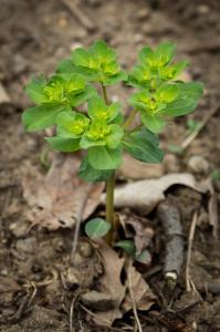 Flora Nábřeží Maxipsa Fíka
