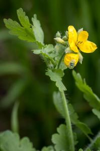 Flora Nábřeží Maxipsa Fíka