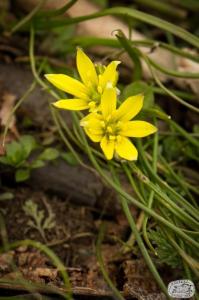 Flora Nábřeží Maxipsa Fíka
