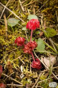 Flora Nábřeží Maxipsa Fíka