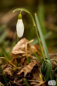 Flora Nábřeží Maxipsa Fíka