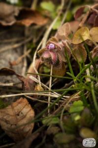 Flora Nábřeží Maxipsa Fíka