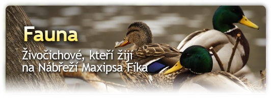 Živočichové na Nábřeží