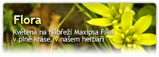 Květena na Nábřeží