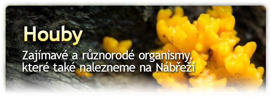 Houby na Nábřeží
